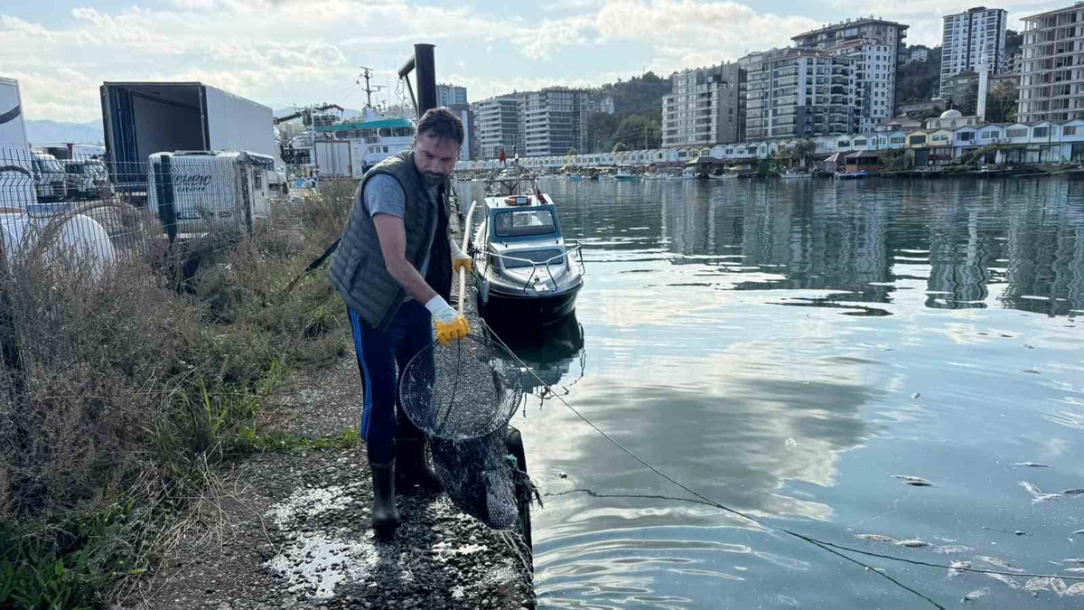 Rize Pazar\'da palamut kirliliği belediye ve kooperatifle temizlendi