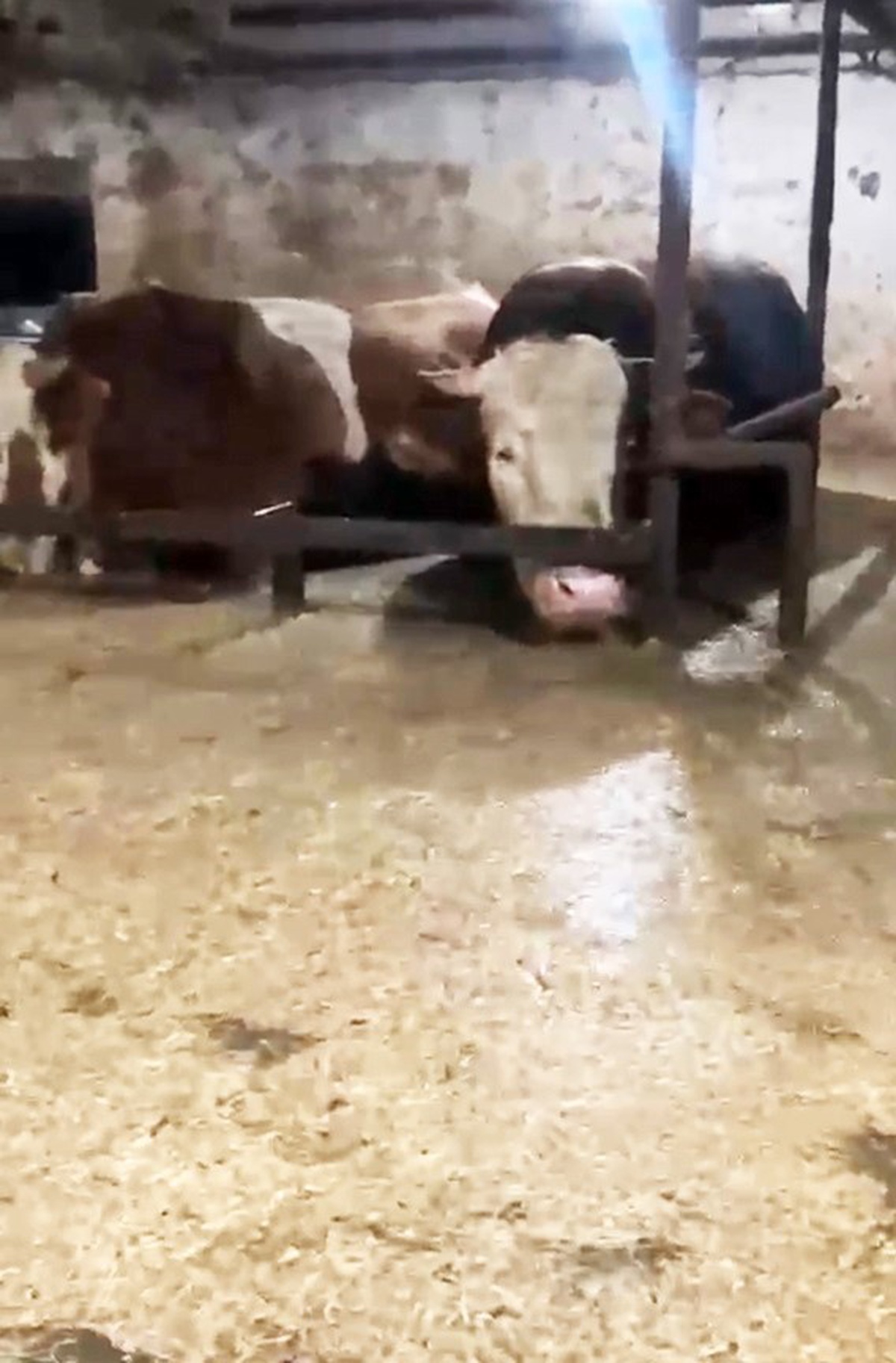 Sakarya Karasu\'da sel altındaki ahırda mahsur kalan büyükbaşlar kameraya yansıdı