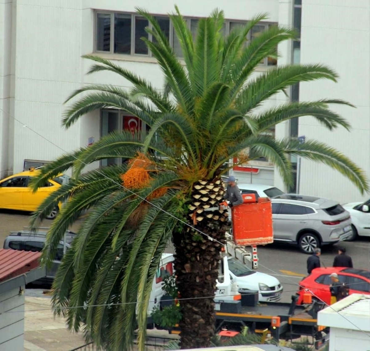 Samsun\'da Cumhuriyet Meydanı çevresindeki palmiyelere mevsimsel bakım yapıldı
