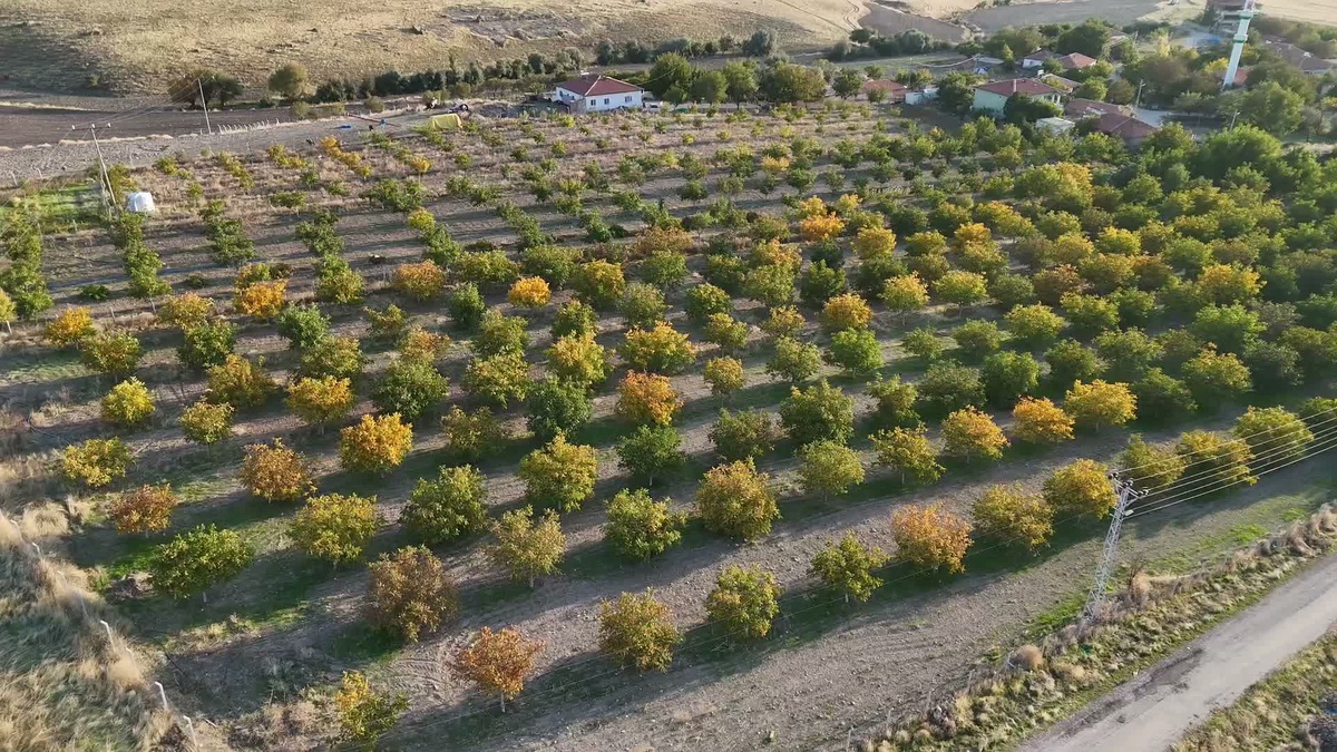 Yozgat\'ta ceviz hasadı başladı, üretimin bin tonu aşması bekleniyor