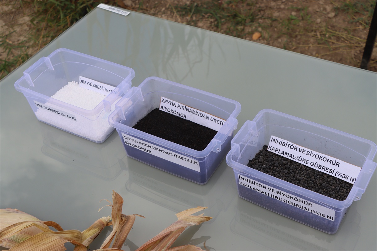 Zeytinyağı atığından yapılan gübre, Edirne Keşan\'da buğday ve mısırda deneniyor