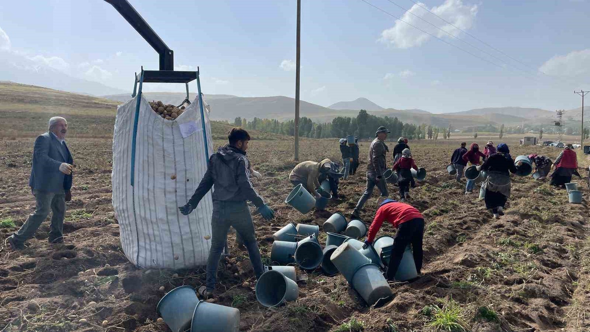 Ağrı Patnos\'ta üreticiler 450 dönümlük arazide 1.500 ton patates bekliyor