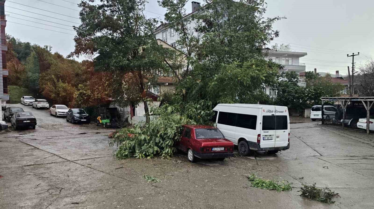 Cide\'de fırtına evlerin çatılarını uçurdu, devrilen ağaçlar araçlara zarar verdi