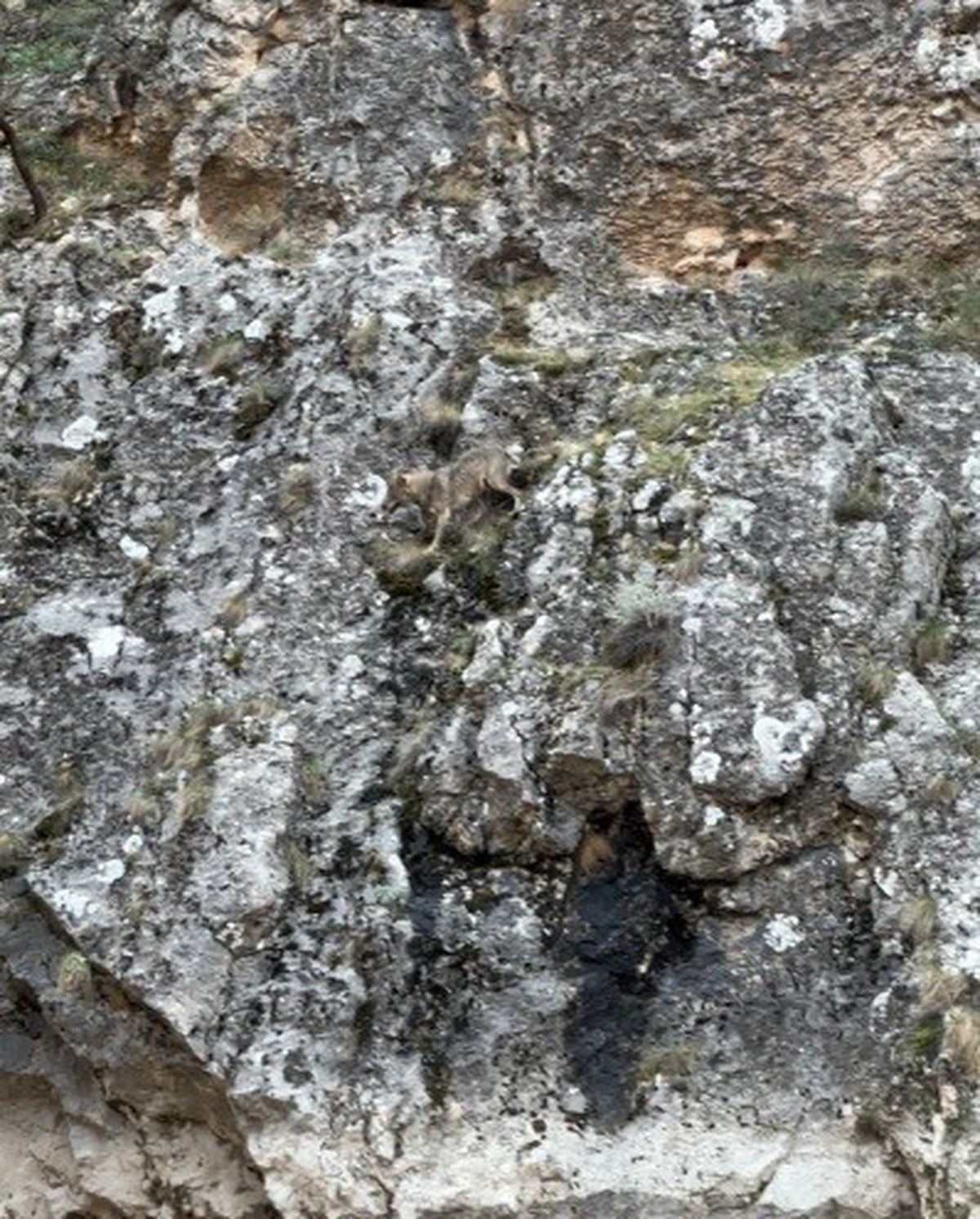 Erzincan İliç\'te 3 kurdun yaban keçisi kovalamacası cep telefonuyla kaydedildi