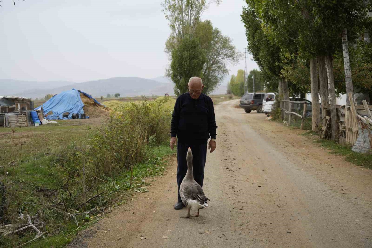 Sürüsünden dışlanan kaz, Kelkit\'te 65 yaşındaki İsmail Gürbüz\'e aile gibi bağlandı