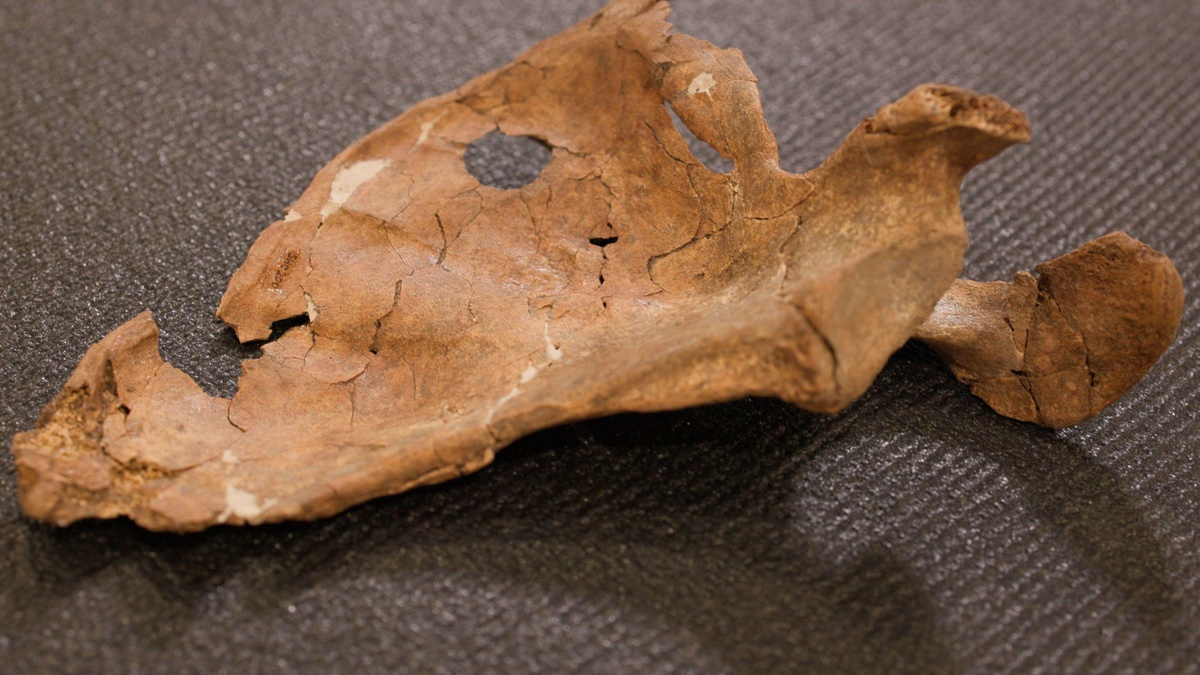 Kuzey Irak\'ta 75 bin yıllık Neandertal kalıntısındaki delik şiddet kanıtı olabilir