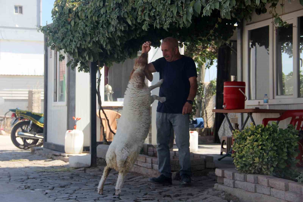 Şanlıurfa\'da bekçi, \'gel\' ve \'otur\' komutlarına uyan kuzusunu kesmeye kıyamıyor