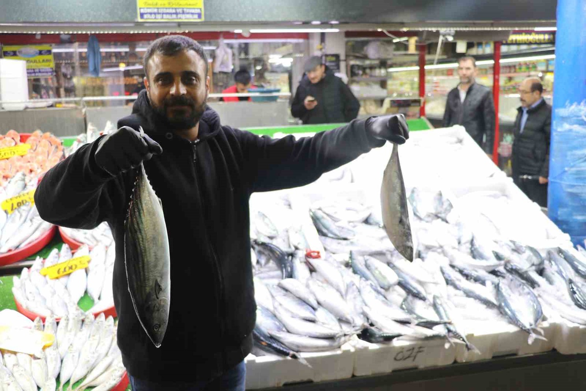 Sivas\'tan deniz kentlerine palamut sevkiyatı: Tanesi 100 TL\'den alıcı buluyor