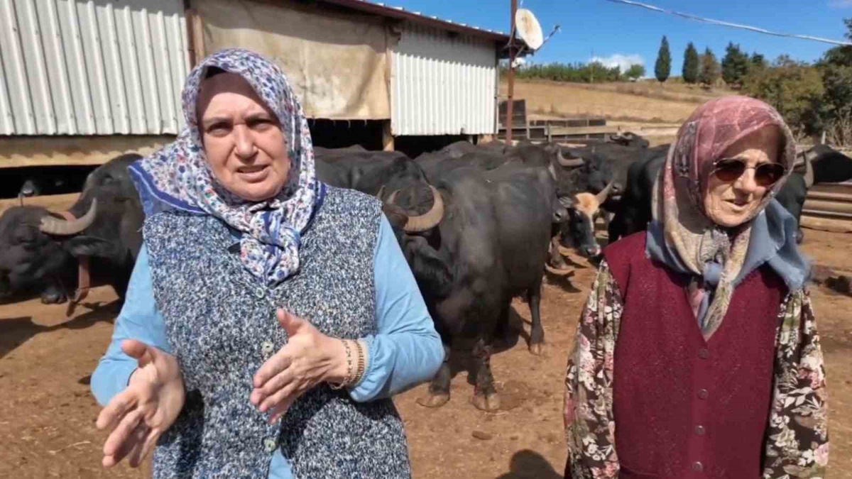 Tekirdağ\'da kadınlar 5 yıldır manda sütünü katma değerli ürünlere dönüştürüyor