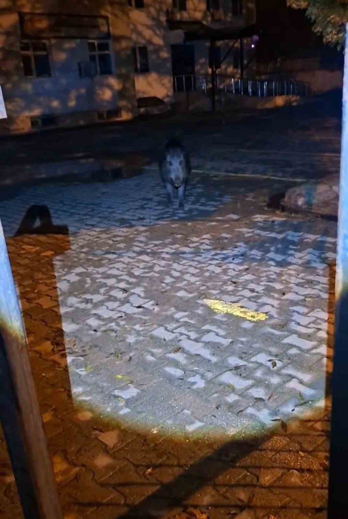 Tunceli\'de yaban domuzu, evinin önündeki vatandaşa saldırgan tavırlar sergiledi