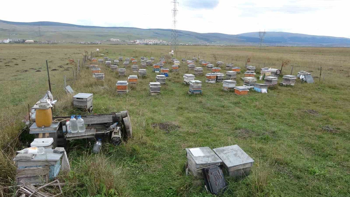 Ardahan\'da arıcılar 2026\'da kovan başına 5 kilo bal alarak kış bakımına başladı