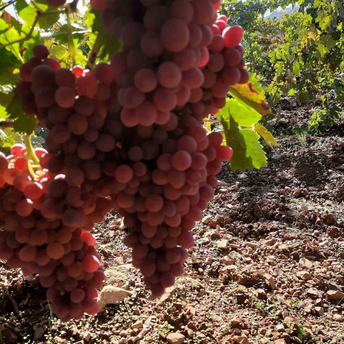 Çermik\'te erken yağmurla çatlayan yaklaşık 20 ton üzüm pekmez ve pestile işleniyor