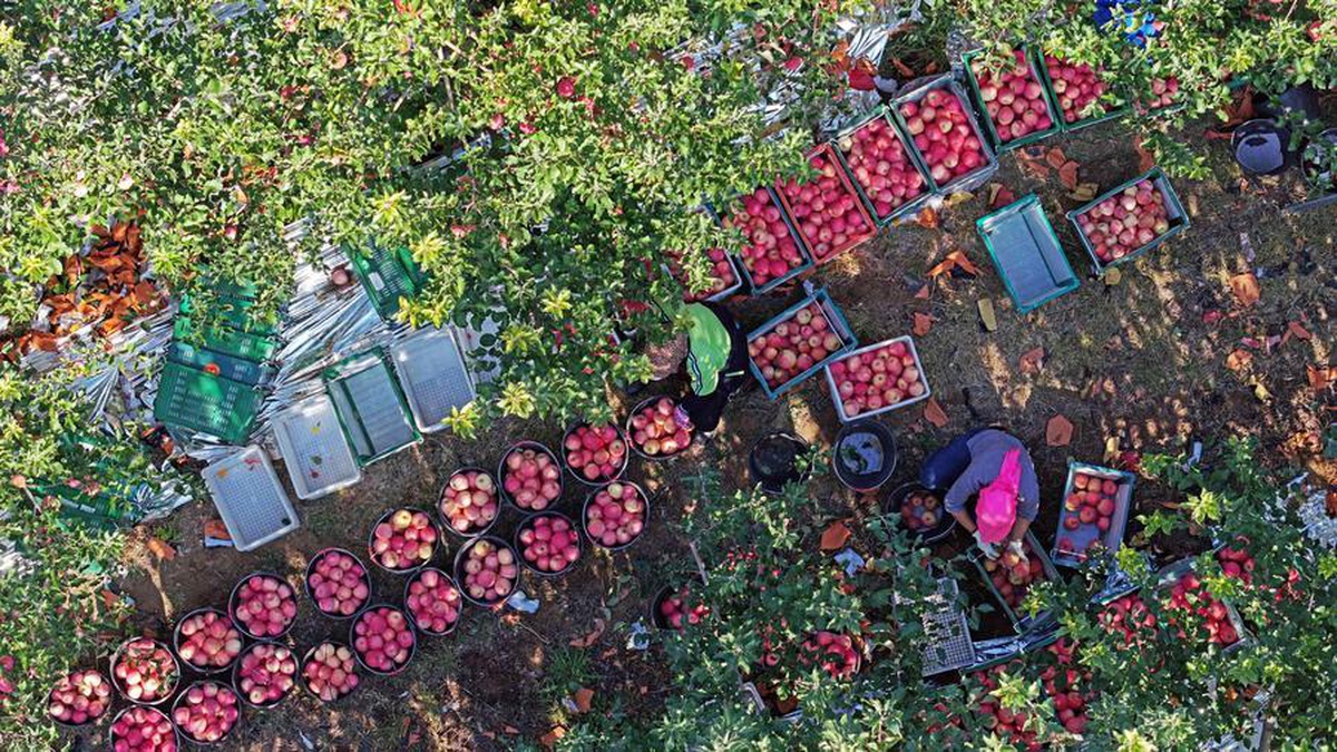 Çin\'de Shapotou\'da kuraklığa dayanıklı elma hasadının 144 bin tonu bulması bekleniyor