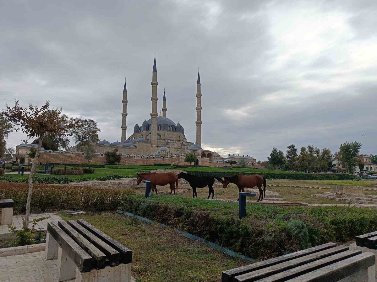 Edirne\'de Selimiye Meydanı\'na giren 3 başıboş at belediye ekiplerince uzaklaştırıldı