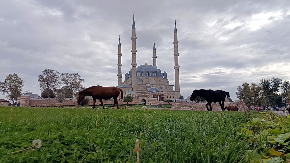 Edirne\'de Selimiye Meydanı\'ndaki 3 başıboş at belediye ekiplerince uzaklaştırıldı