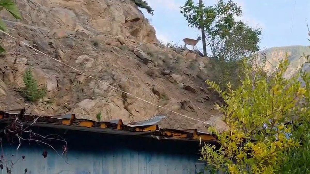 Erzurum İspir\'de dağ keçileri Melek Erdoğan\'ın çatısını mesken tuttu