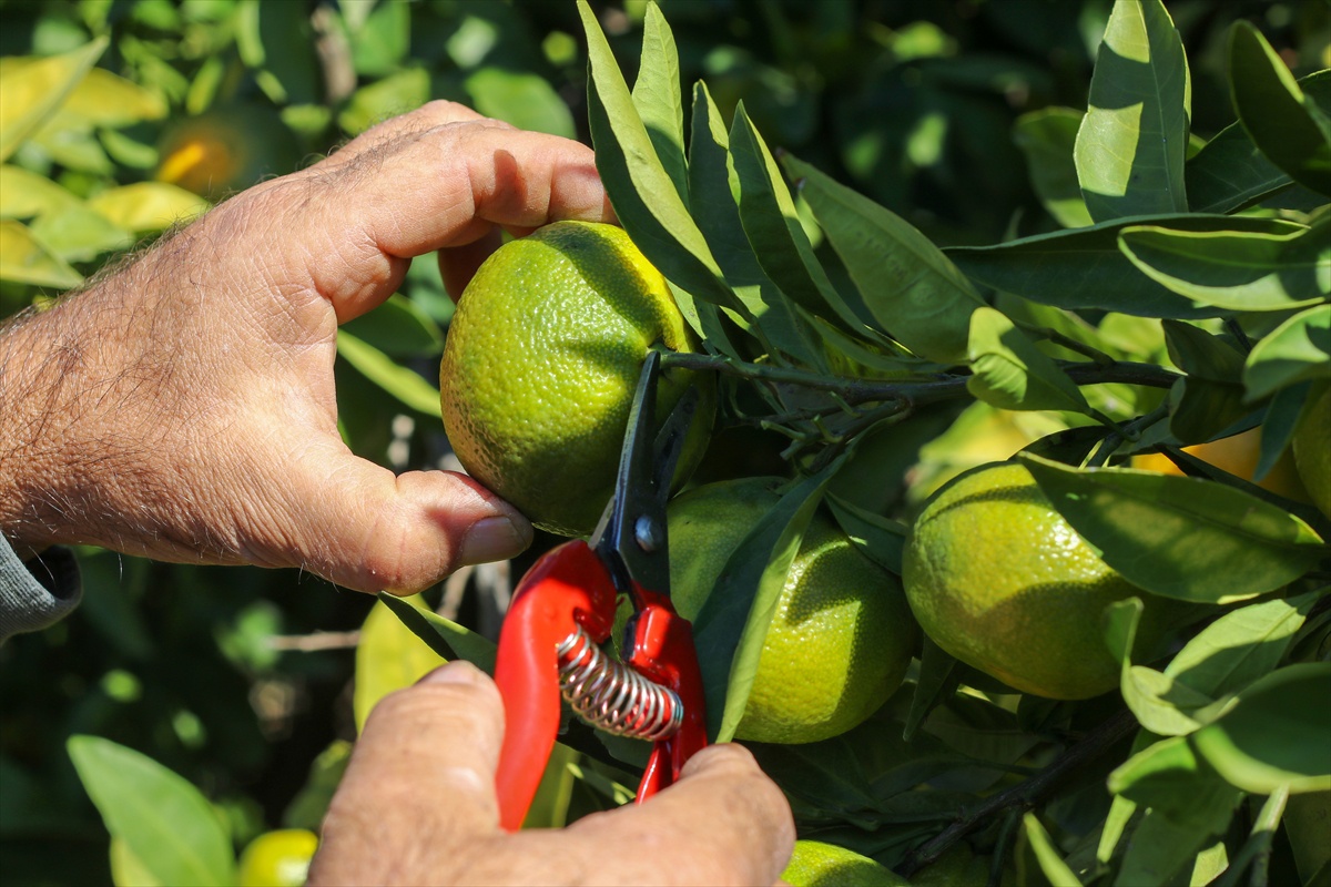 İzmir Menderes\'te satsuma mandalinası hasadı başladı, ihracat izni verildi