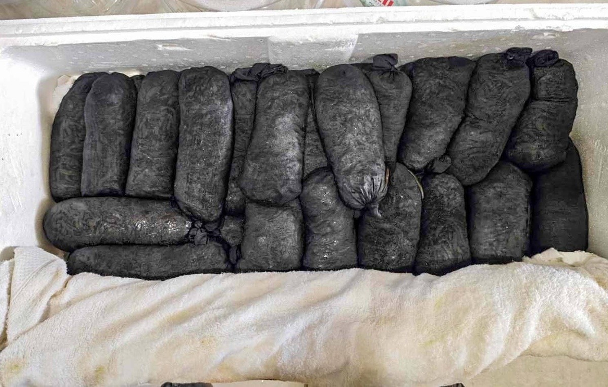 Gümrük ekipleri Kayseri\'de 17,5 kilo canlı sülüğe el koydu