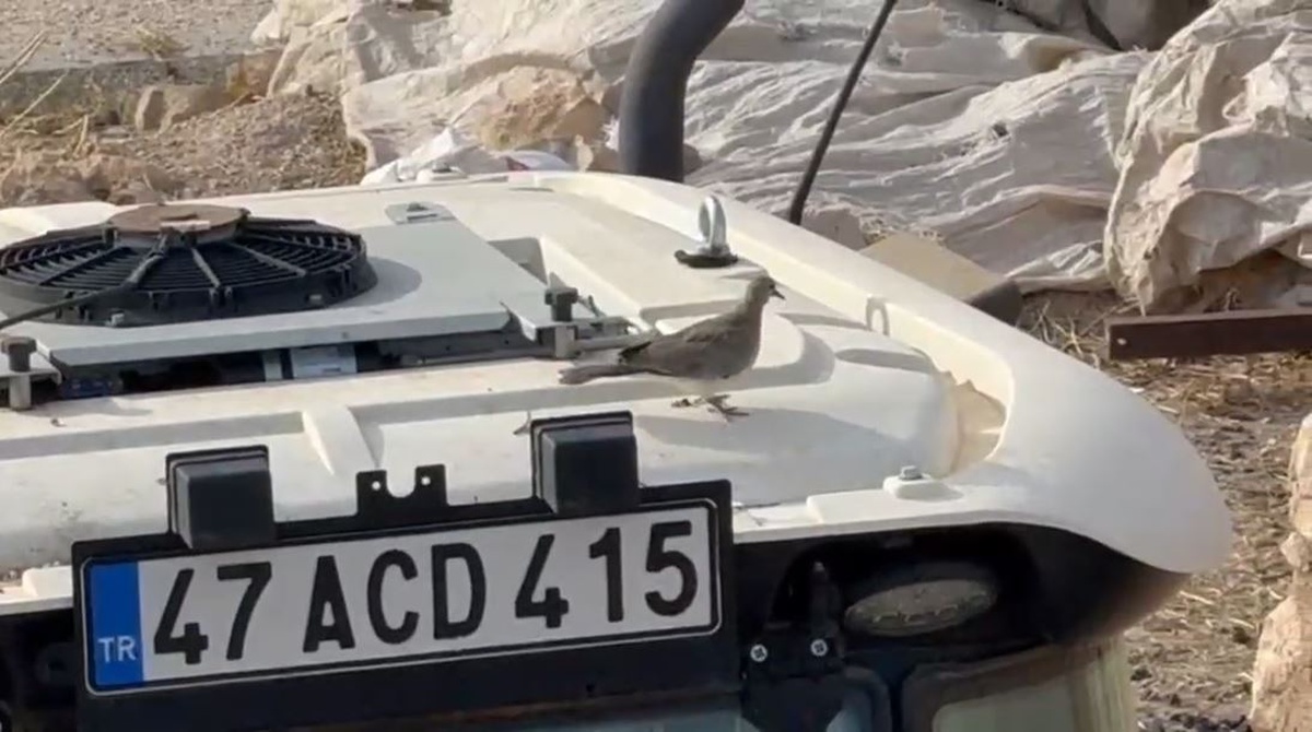 Mardin\'de çiftçi, kumru yuvasını bozmadı, 33 gün sonra traktörünü çalıştırdı