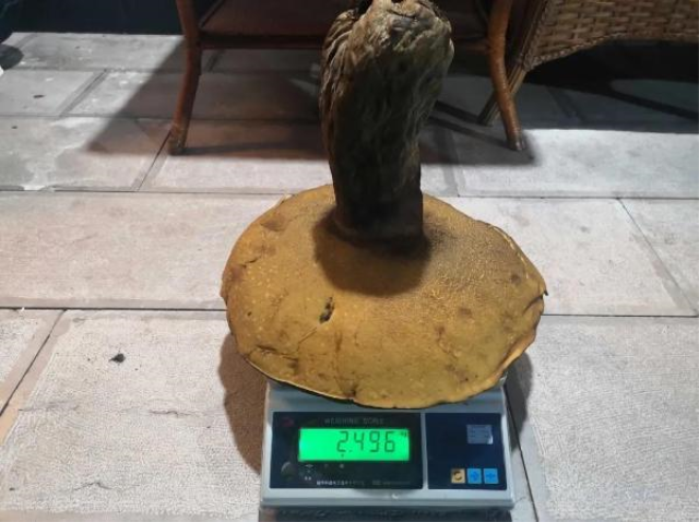 Ormanın derinliklerinde dev mantar keşfedildi: Tam 2,2 kilogram