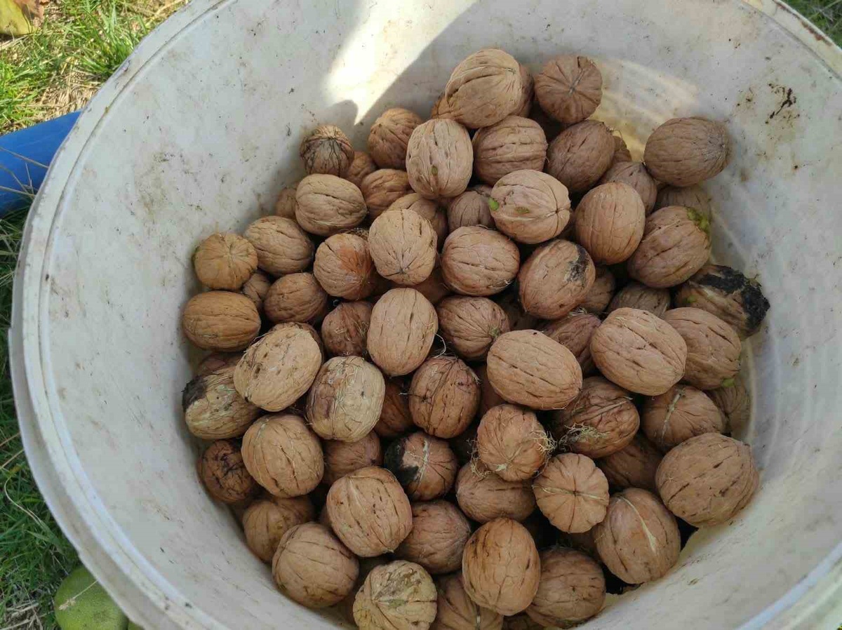 Sason\'da ceviz hasadı başladı, dönümden ortalama 500 kilogram ürün çıkıyor
