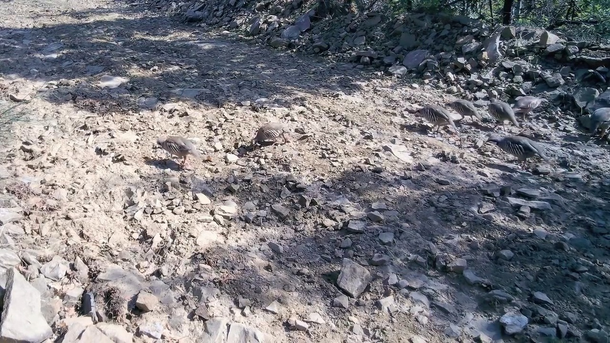 Tekirdağ\'ın Ganos Dağları\'nda keklik sürüsü doğal ortamında fotokapanla görüntülendi