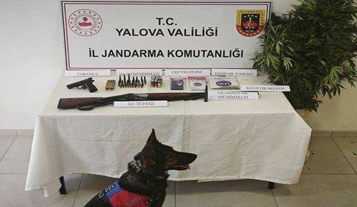 Yalova Çiftlikköy\'de 5 adreste kenevir aramasında uçaksavar mühimmatı bulundu