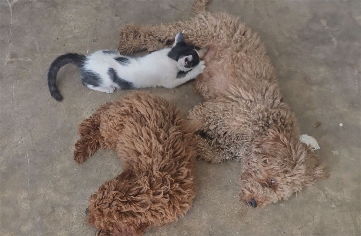 Antalya Kepez\'deki tamirhanede toy poodle, annesinden ayrılan yavru kediyi emzirdi