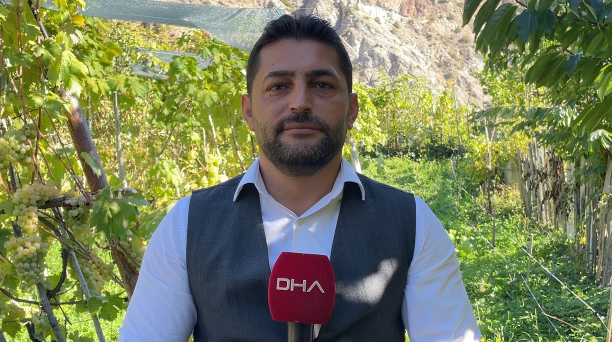 Artvin Yusufeli\'de 2 salkımı 5 kilogramı bulan Peterek üzümünün hasadı başladı
