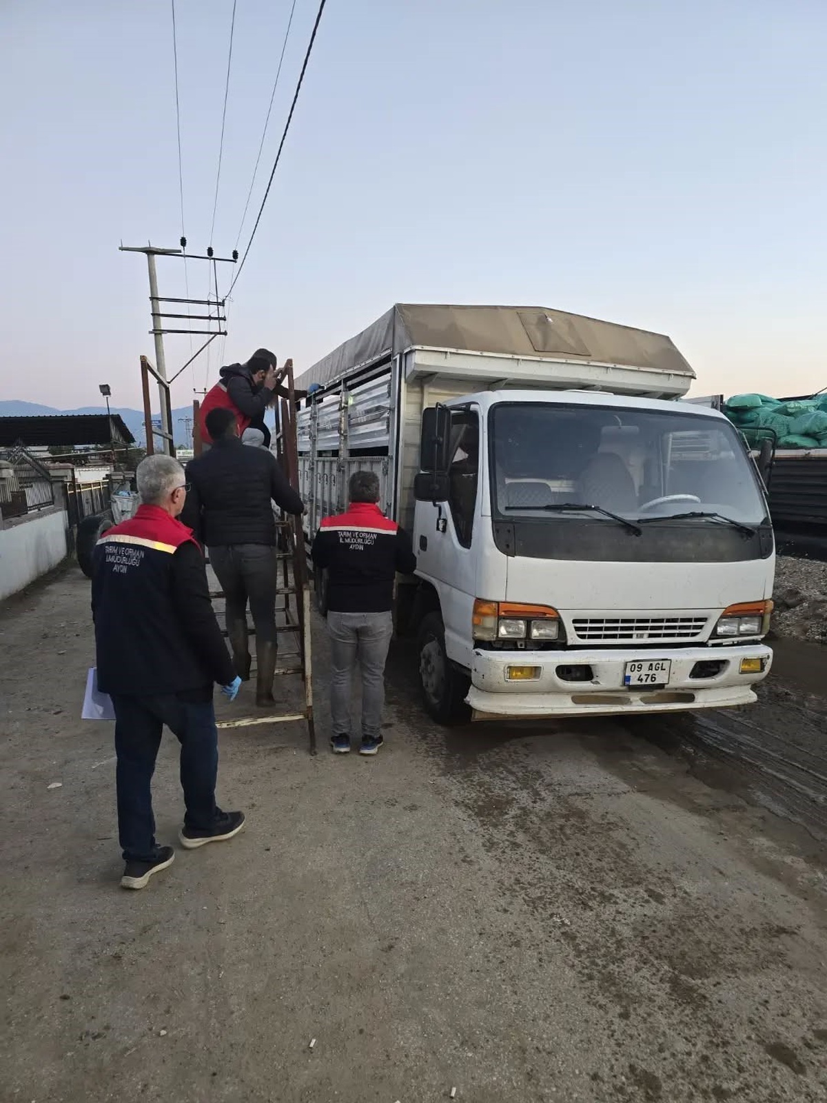 Aydın Nazilli\'de küpesi ve belgesi eksik hayvanlar pazara alınmadı