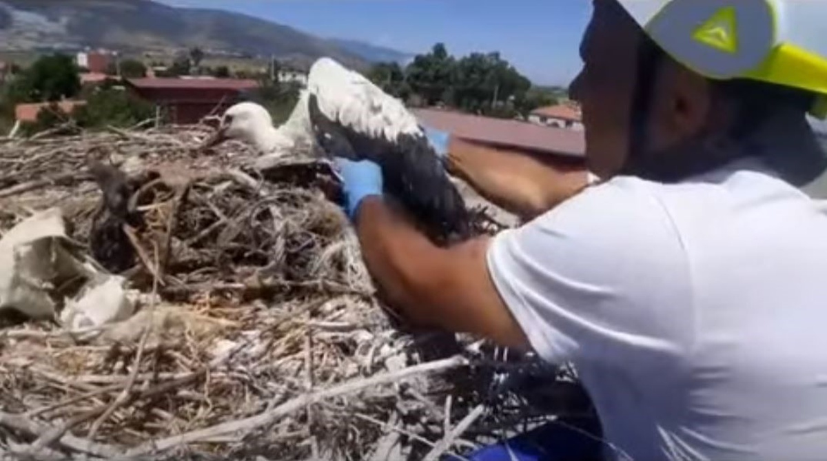 EKODOSD, plastik saman iplerinin leylek yavrularını tehdit ettiği uyarısında bulundu