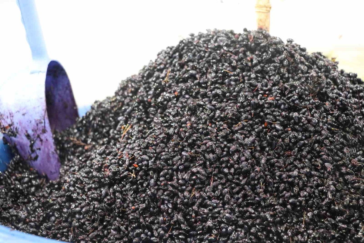 Sivas\'ta karamuk meyvesinin tüketimi bir ay sürüyor, kilosu 70-100 TL\'den satılıyor