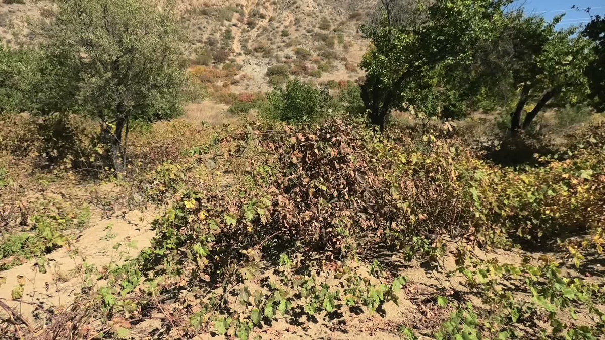 Yozgat\'ta üzüm bağları don ve dolu sonrası 22 bin 500 dekarda kayıp yaşıyor