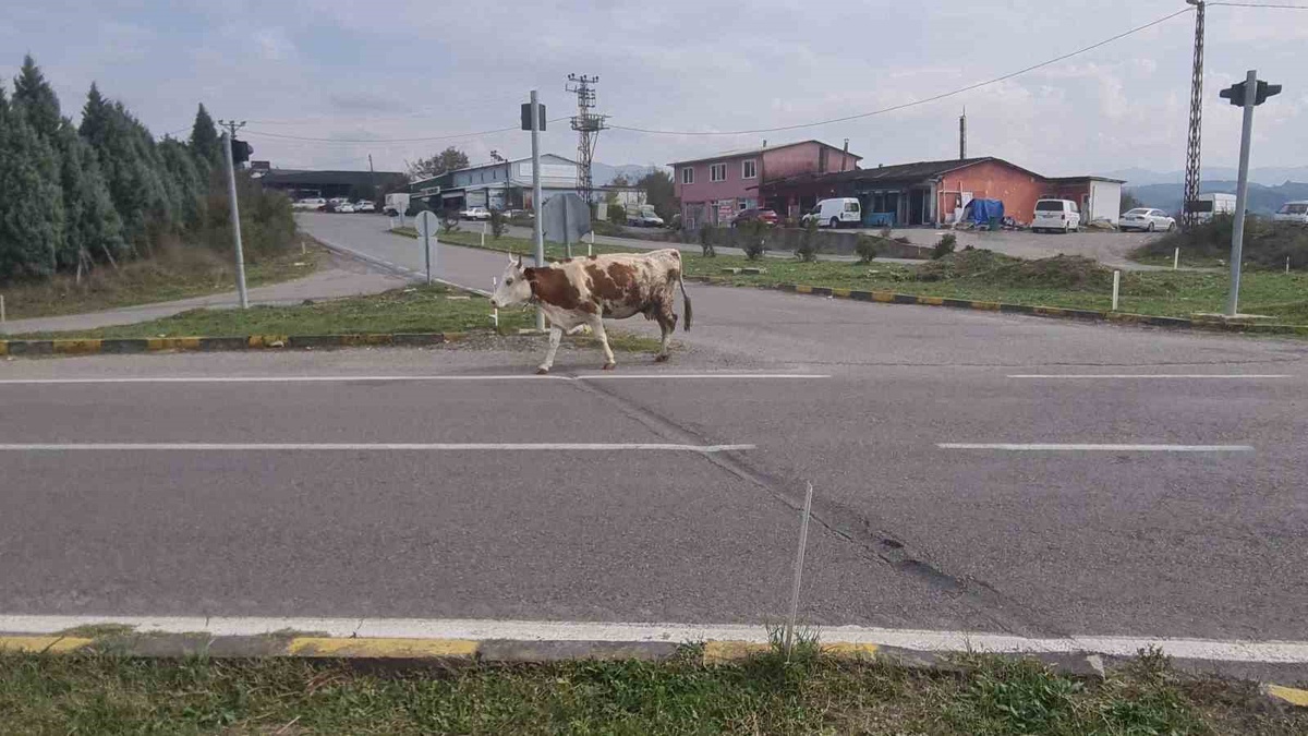 Zonguldak Çaycuma\'da başıboş hayvanlar 3 araçlı kazanın ardından yine tehlike saçıyor