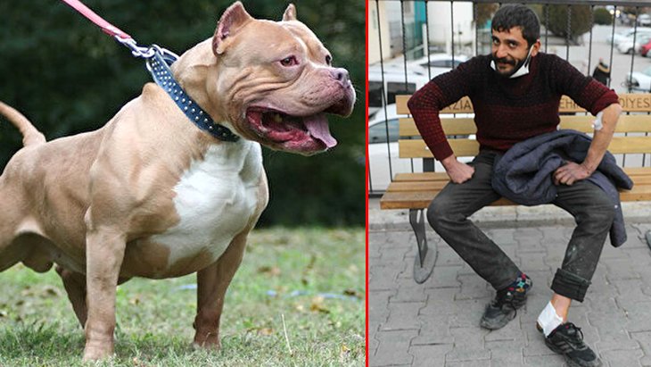 Gaziantep’te ikinci pitbull vakası Tartıştığı arkadaşı köpeği üzerine yolladı