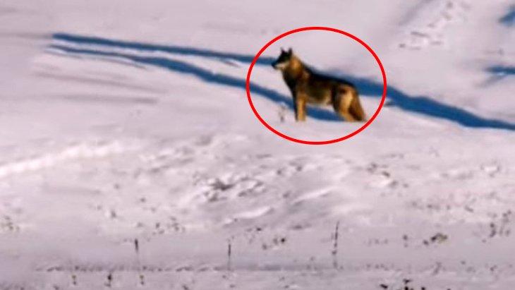 Daha önce gördüklerinizi unutun Ardahan’da yiyecek arayan dev kurt böyle görüntülendi