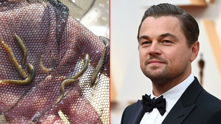 Batman’da bulunan balık Leonardo DiCaprio’yu bile heyecanlandırdı