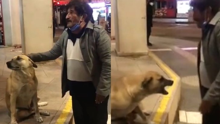 Sokak köpeğine uzun hava okuduktan sonra öpmek isteyen adam hayatının şokunu yaşadı
