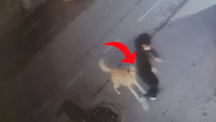 Sokak köpekleri yolda yürüyen 15 yaşındaki çocuğa saldırdı O anlar kamerada