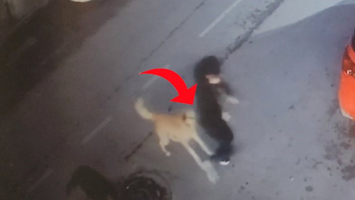 Sokak köpekleri yolda yürüyen 15 yaşındaki çocuğa saldırdı O anlar kamerada