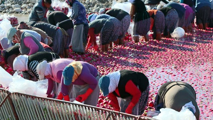 Kadın işçiler tonlarca turp yıkayıp 180 lira yevmiye alıyorlar