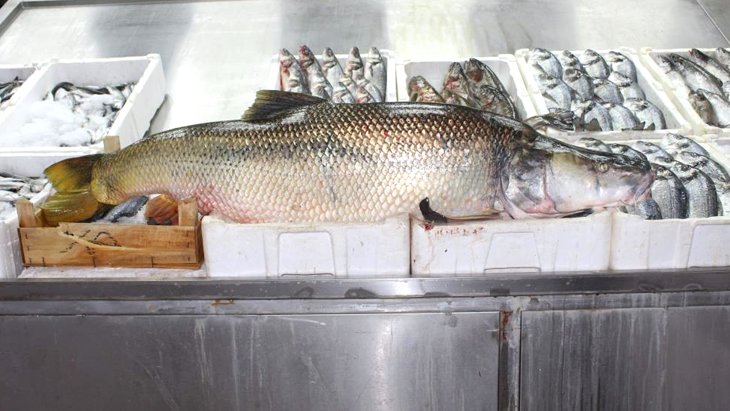 Bu turna balığı tam 30 kilo Atatürk Barajı’nda yakalandı