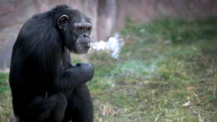 Günde 40 paket sigara içen şempanze Açelya’nın hikayesi