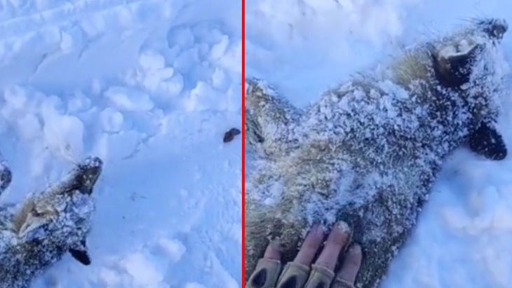 Acı içindeki seslere koşan adam, karı kazınca donmak üzere olan tilkiyi buldu