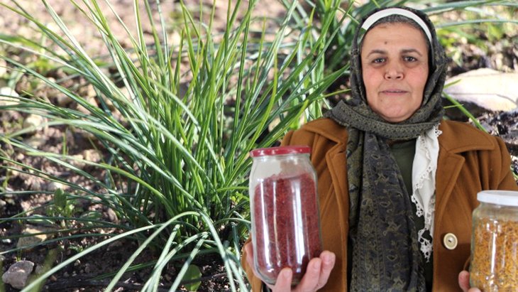 5 yıl önce safran yetiştirmeye başladı Kilosunu 90 bin liraya satıyor