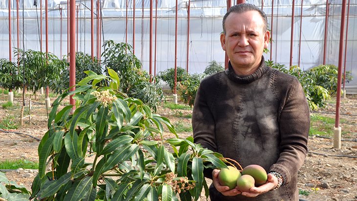 Bahçede 40, markette 80 lira Mango, yetiştireni zengin ediyor