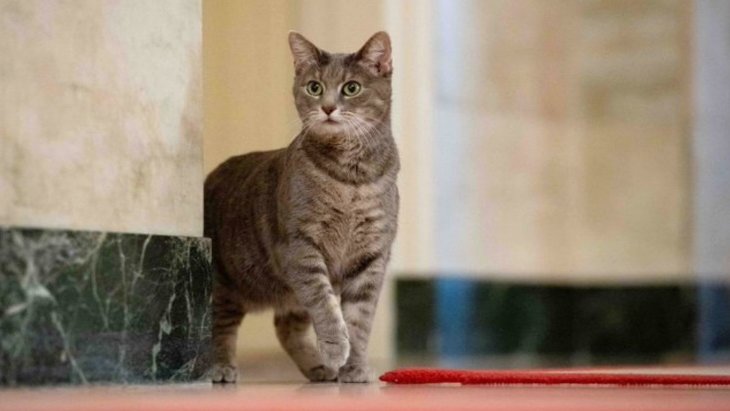 Beyaz Saray’ın yeni üyesi bir kedi İşte Willow’un ilk fotoğrafları