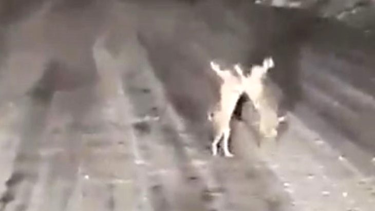 Kastamonu’da iki tavşan kavga ederken görüntülendi: Kesin arazi kavgası