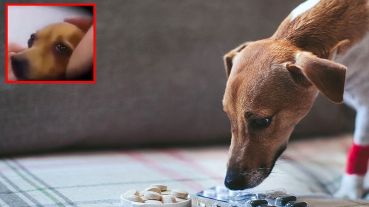 Öleceğini anlayan kanser hastası köpeğin son anları yürekleri parçaladı