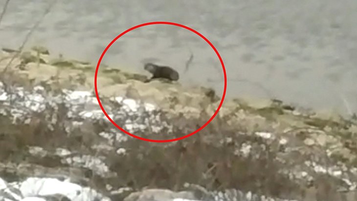 Bursa’da baraj kenarından dolaşan hayvanın su samuru olduğu anlaşıldı